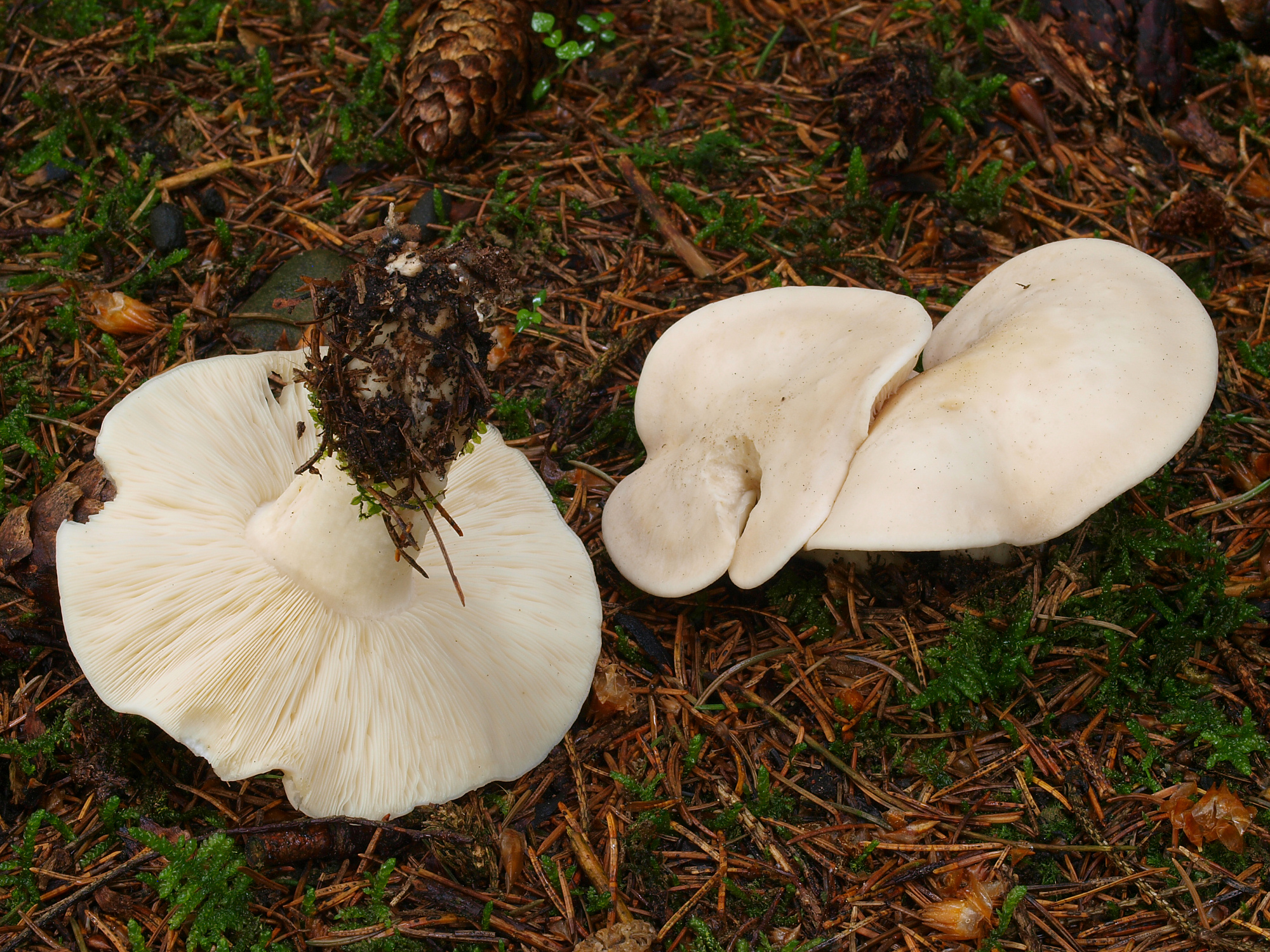 Гриб рядовка майская описание. Майский гриб Calocybe gambosa. Рядовка Голубиная Tricholoma columbetta. Рядовка Майская Calocybe gambosa. Рядовка погубленная Tricholoma pessundatum.